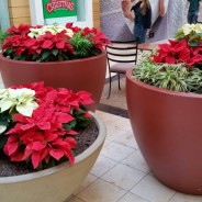 Poinsettias: have pet Toxins according to Veterianrians & the ASPCA