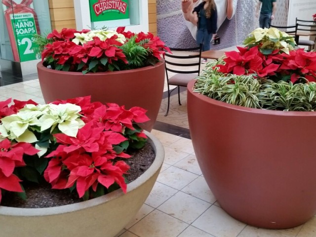 Poinsettias: have pet Toxins according to Veterianrians & the ASPCA