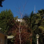 The Hollywood Sign one of the most Iconic Local Attractions of Los Angeles!