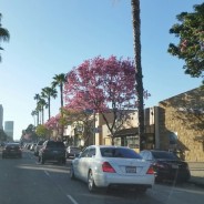 Heading Home on Ventura Blvd in Sherman Oaks, CA observations by a Relocation Realtor Endre Barath